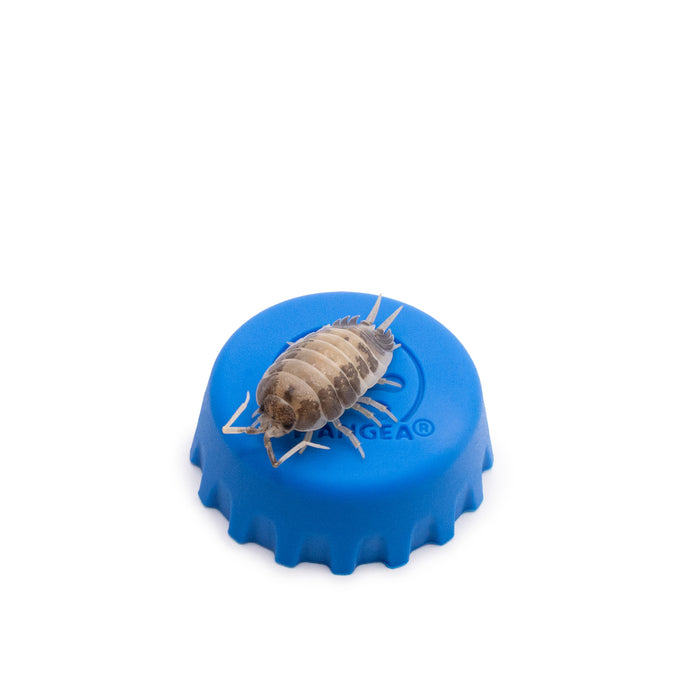 Porcellio laevis 'Milkback' Isopods