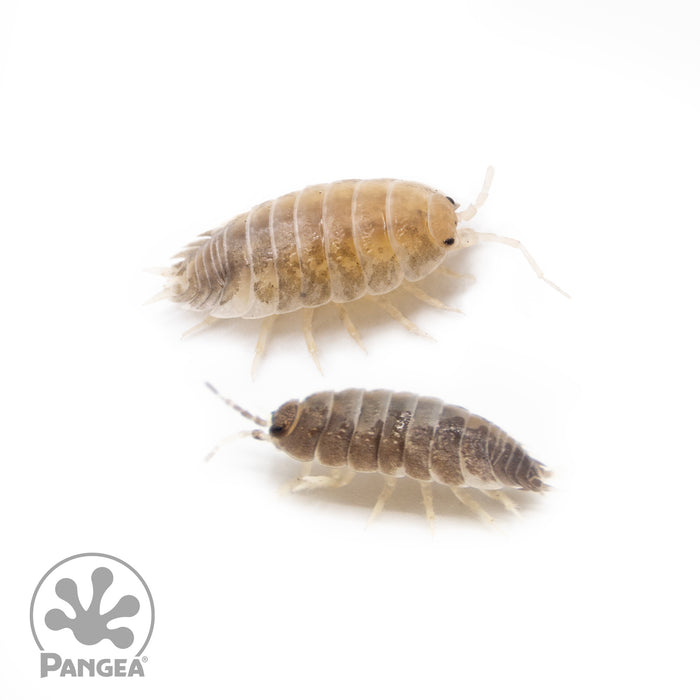 Porcellio laevis 'Milkback' Isopods
