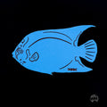 Recycled Roots Blue Angel Magnet - Light Blue