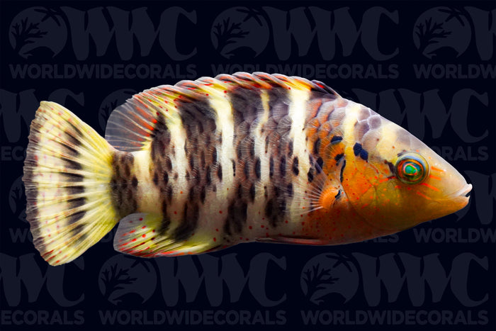 Red Breasted Maori Wrasse - Indonesia