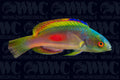 Scott's Fairy Wrasse - Fiji