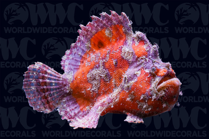 Shaggy Hispid Anglerfish - Philippines