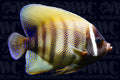 Six Bar Angelfish - Adult - Philippines