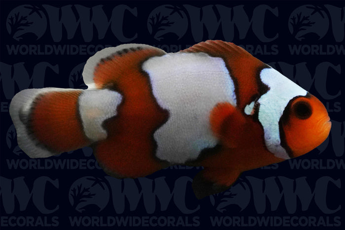Snowflake Ocellaris Clownfish - Aquacultured - USA