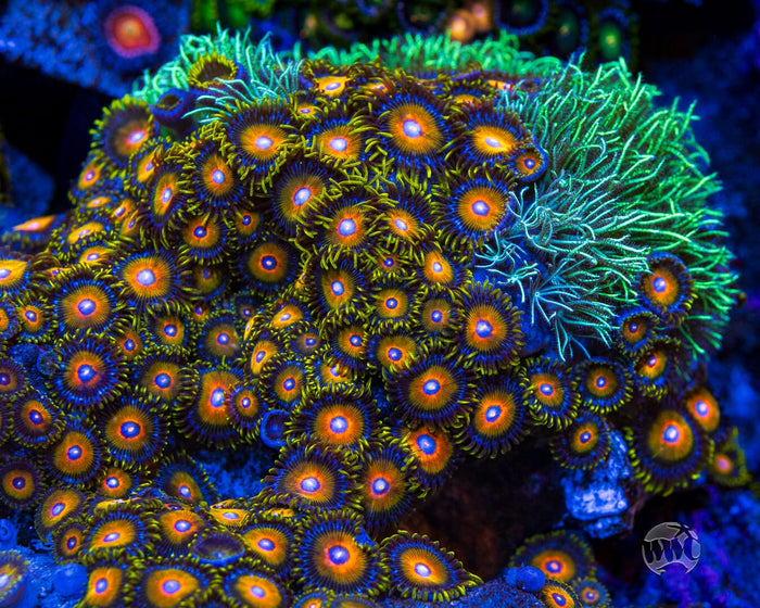 Super Saiyan Zoanthids - Mother Colony Photo
