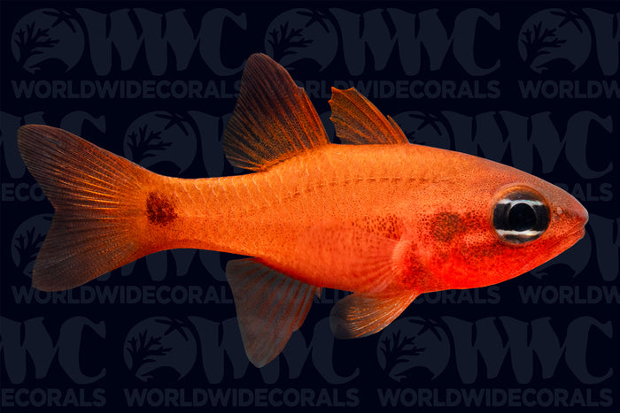 Tailspot Flame Cardinalfish - Nicaragua