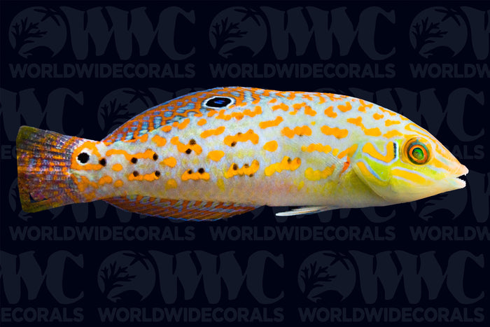 Timor Wrasse - Sri Lanka
