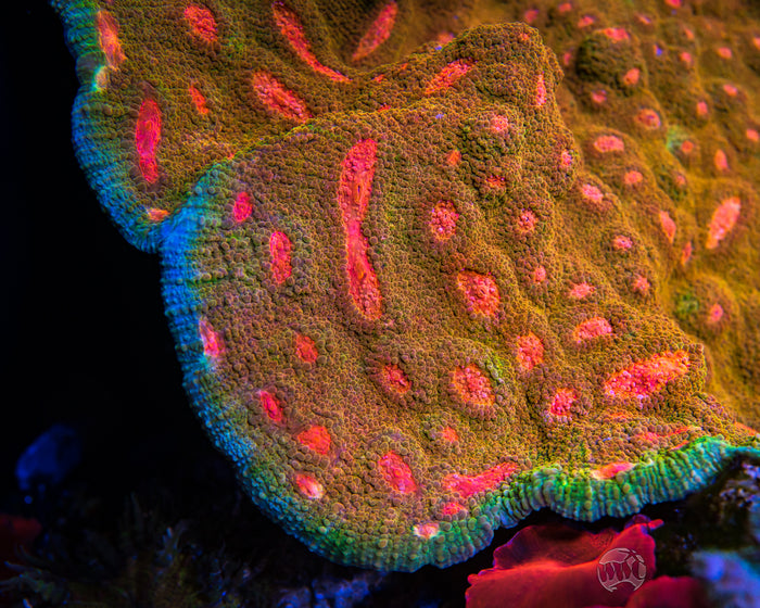 Tyree Mummy Eye Chalice Coral