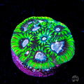 Tyree Space Ghost Favites Coral