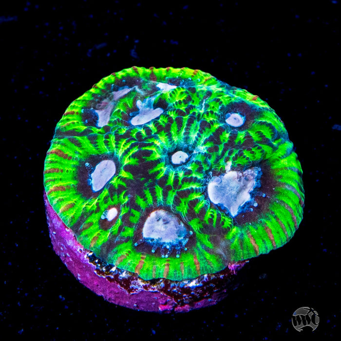 Tyree Space Ghost Favites Coral