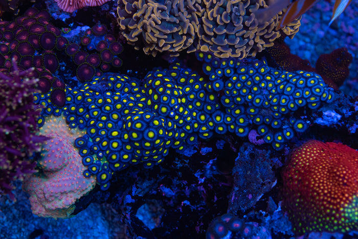 WWC AOI Zoanthids