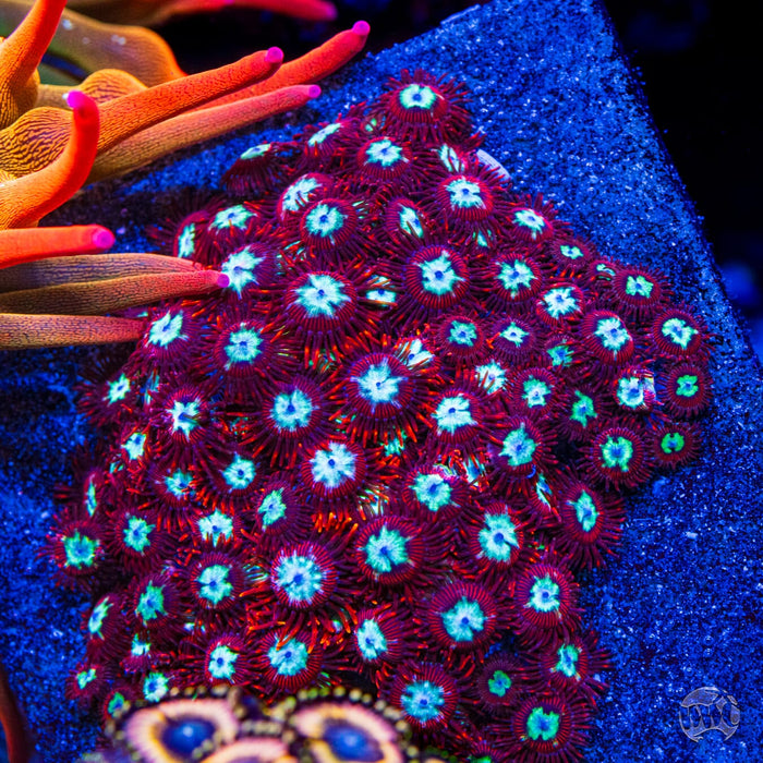 WWC Bloodlust Zoanthids - Mother Colony Photo