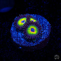 WWC Bob Marley Zoanthids