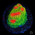 WWC Bubblegum Monster Chalice Coral