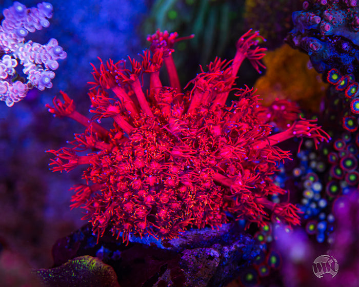WWC Cherry Red Goniopora Coral