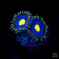 WWC Crazy Kimchi Zoanthids