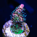 WWC Ding Dang Millepora - Daylight Photo