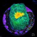 WWC Golden Boy Mycedium Chalice