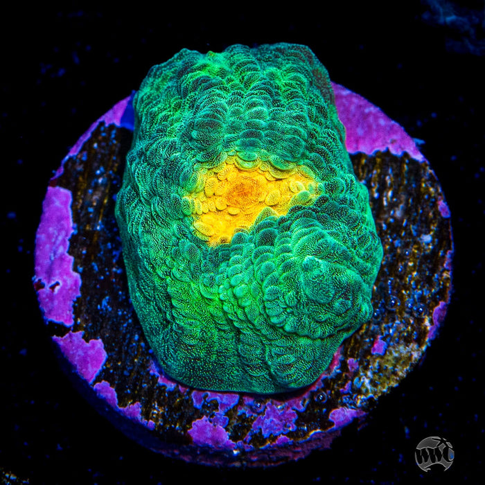WWC Golden Boy Mycedium Chalice