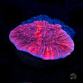 WWC Grafted Firewalker Cap Montipora