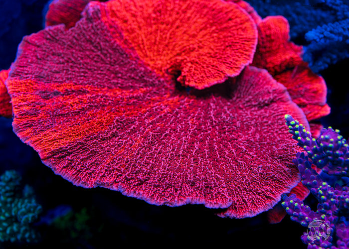 WWC Grafted Firewalker Cap Montipora