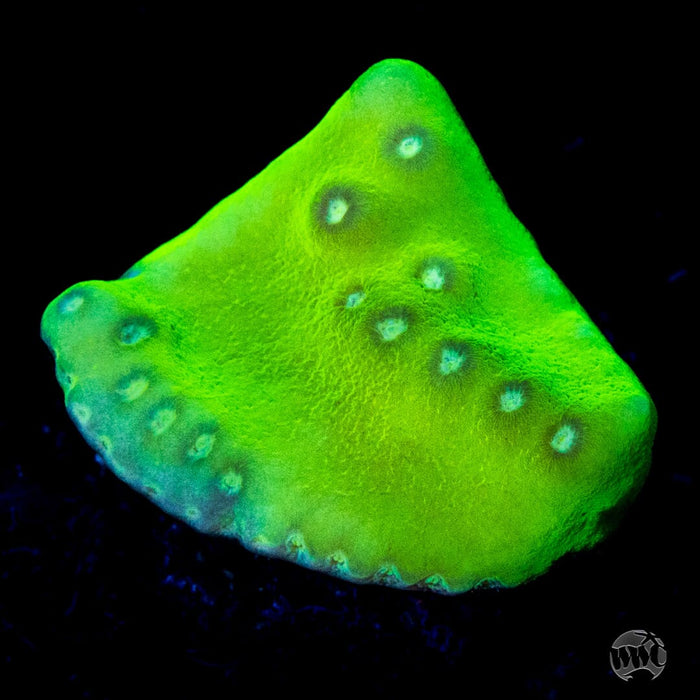 WWC Green Fire Turbinaria Coral