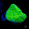 WWC Green Fire Turbinaria
