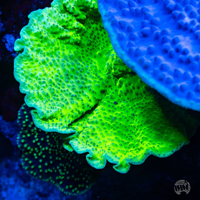 WWC Green Fire Turbinaria - Mother Colony Photo
