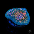 WWC Hologram Chalice Coral