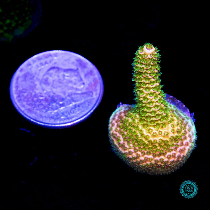 WWC Kentucky Jesus Mille Acropora - Daylight Photo
