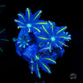 WWC Lemon Tipped Clove Polyps