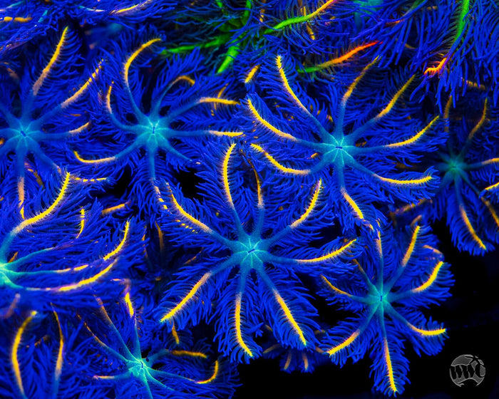 WWC Lemon Tipped Clove Polyps - Mother Colony Photo
