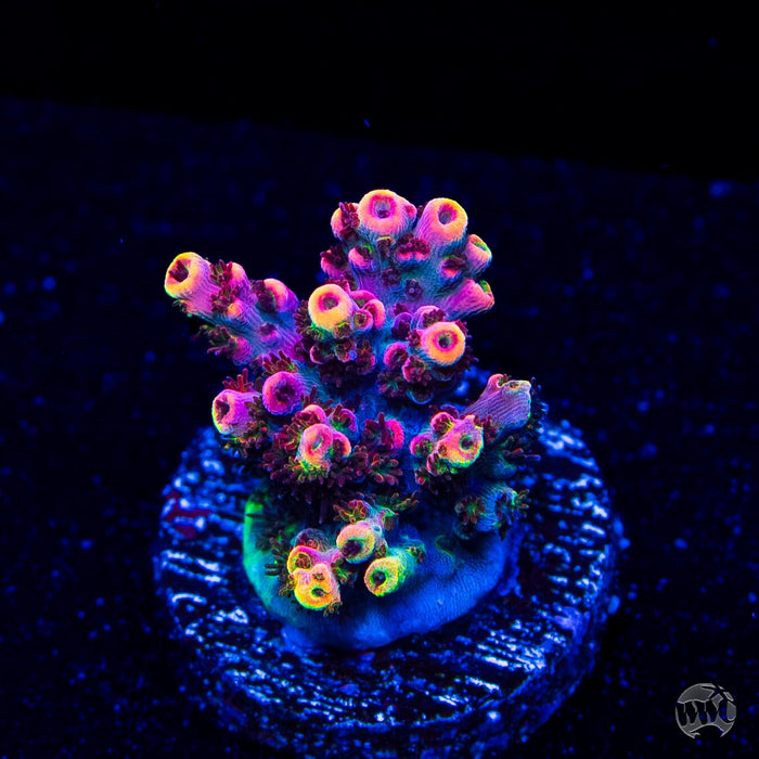 WWC Man of Steel Acropora