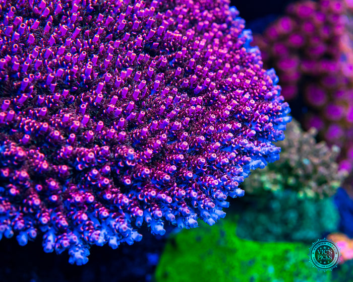 WWC Man of Steel Acropora