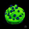WWC Mardi Gras Cyphastrea
