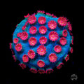 WWC Meteor Shower Cyphastrea