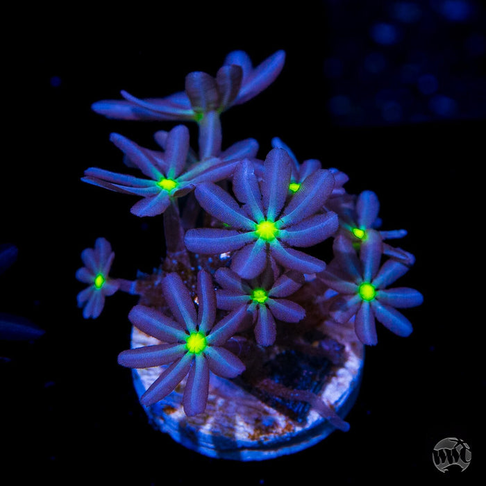 WWC Midnight Daisy Polyps - (NON-WYSIWYG)