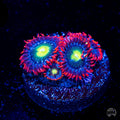 WWC Monster Mash Zoanthids