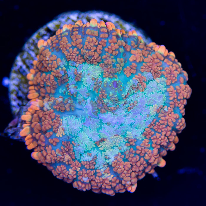 WWC Orange Crush Mushroom - Daylight Photo