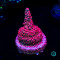 WWC Pantera Rosa Acropora - Actinic Photo