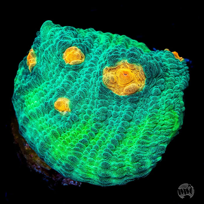 WWC Pumpkin Eater Chalice Coral