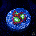 WWC Viridian Zoanthids