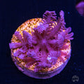 WWC Waving Hand Anthelia - (NON-WYSIWYG)