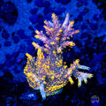 WWC Yellow Fever Acropora - Mother Colony