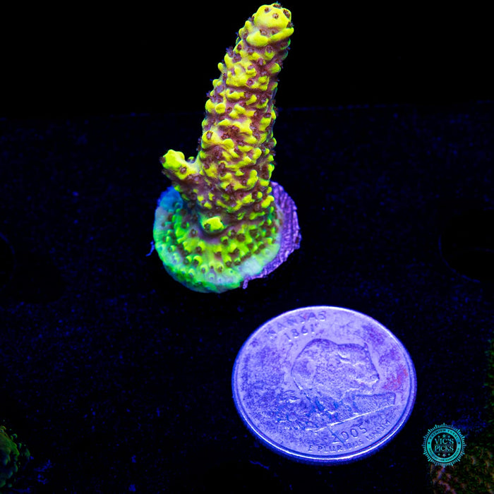 WWC Yellow Fever Acropora - Daylight Photo